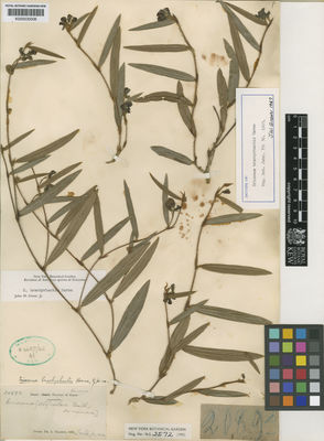 Kew Gardens K000530006:  s.coll. [20893] Brazil