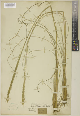 Kew Gardens K000899899:  Brown, R. [s.n.] Australia