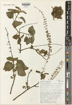 Kew Gardens K000674703:  Forster, P., I.; Bean, A., R. [12831] Australia