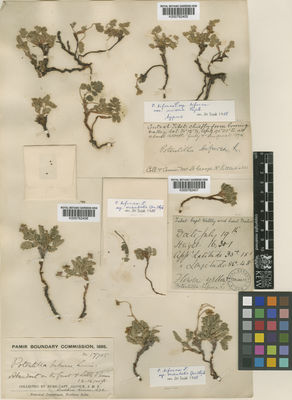 Kew Gardens K000762406:  Alcock, R. [17705]