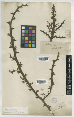 Kew Gardens K000791253:  s.coll. [s.n.]