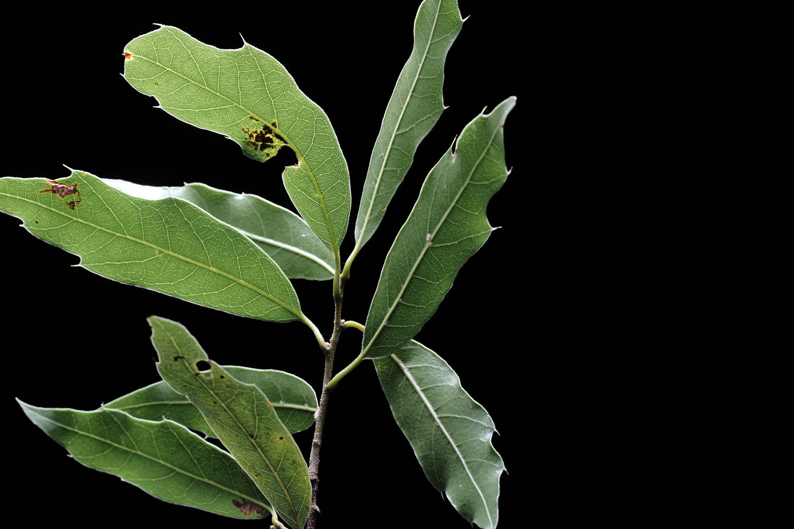 Quercus Affinis Scheidw Plants Of The World Online Kew Science