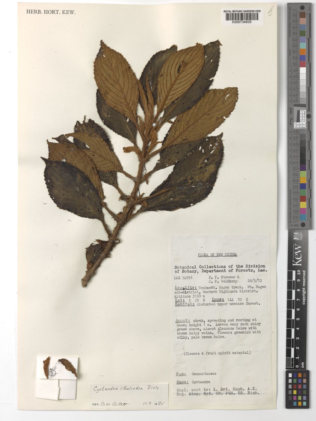 Cyrtandra chalcodea