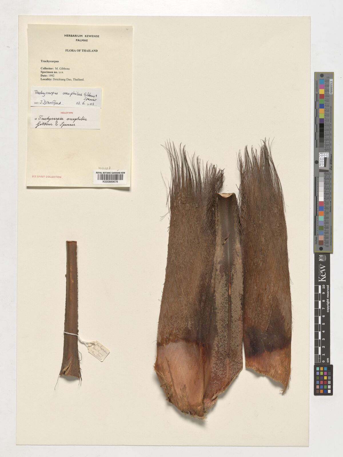 Kew Gardens K000889678:  Gibbons, M. [s.n.] Thailand