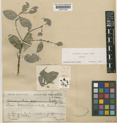 Kew Gardens K000717883:  Gibbs, L.S. [5958] Indonesia