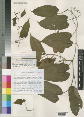 Kew Gardens K000322840:  Bidgood, S.; Abdallah, R.; K. Vollesen [1442] Tanzania