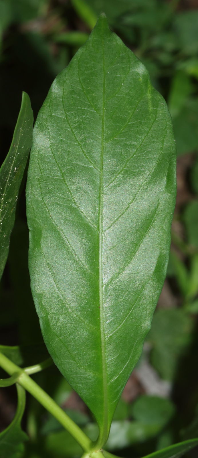 Rauvolfia serpentina (L.) Benth. ex Kurz | Plants of the World Online ...