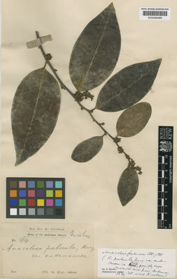 Kew Gardens K000685084:  King (Dr.)'s Collector [514] India