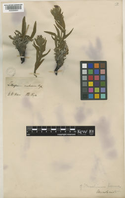 Kew Gardens K000958591:  Royle [s.n.] India