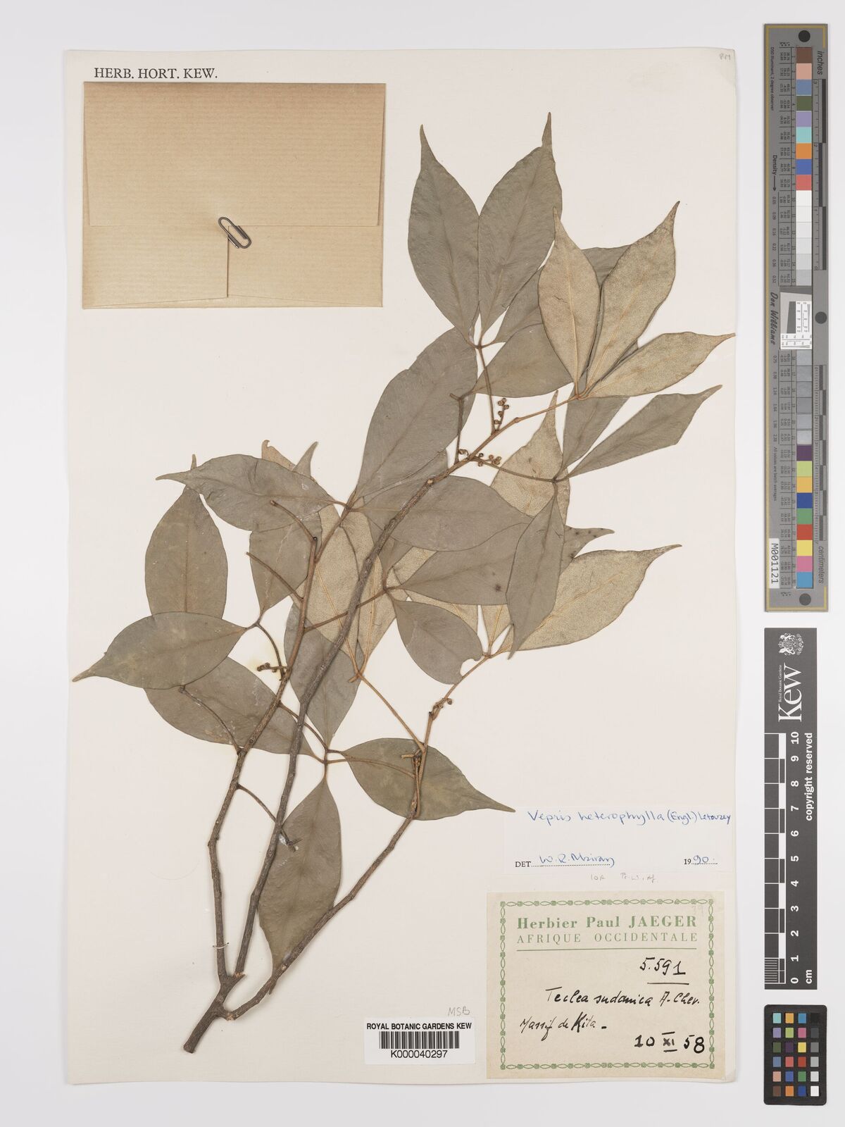 Vepris heterophylla