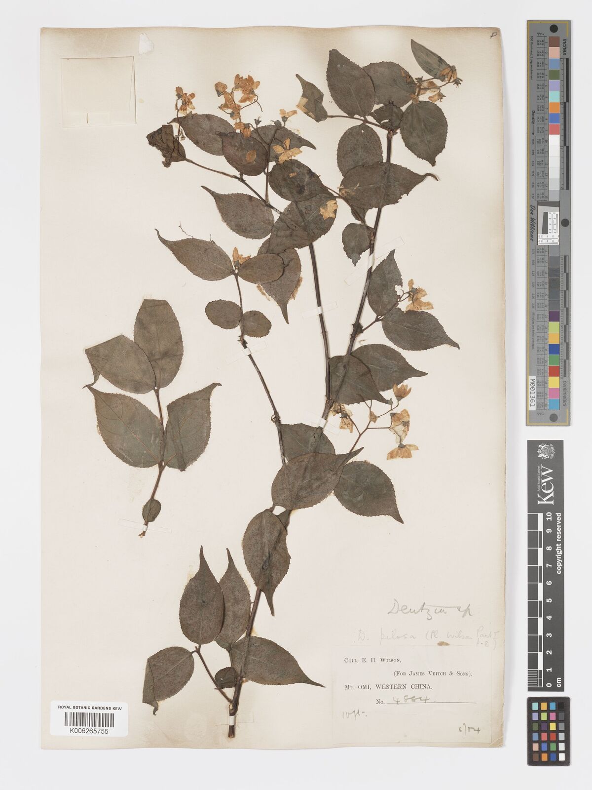 Deutzia pilosa
