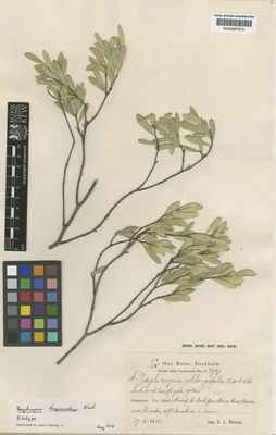 Kew Gardens K000567870:  Ekman, E.L. [4947] Caribbean