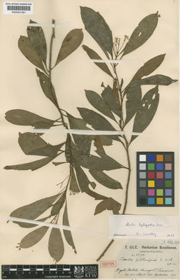 Kew Gardens K000531581:  Ule, E. [9470] Brazil