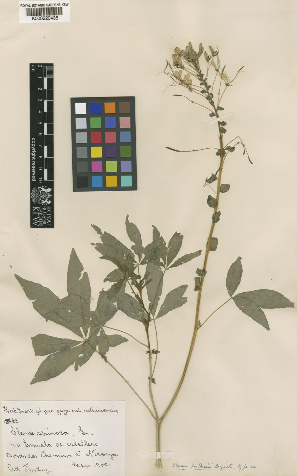 Cleome spinosa Jacq. | of the World Online | Kew Science
