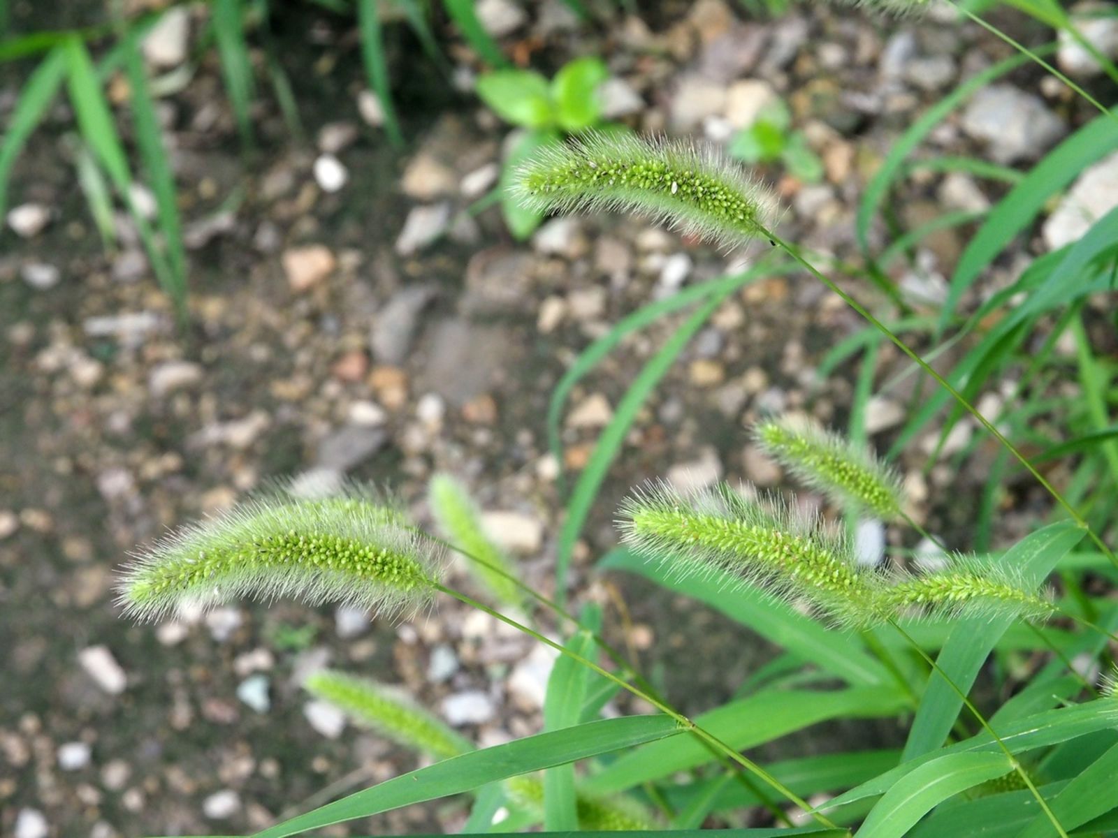 setaria-viridis-l-p-beauv-plants-of-the-world-online-kew-science