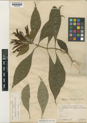 Kew Gardens K000534532:  Smith, H.H. [1414] Colombia