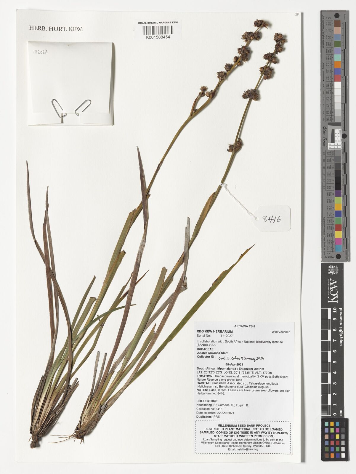 Aristea galpinii