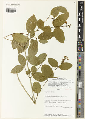 Amorimia W.R.Anderson | Plants of the World Online | Kew Science