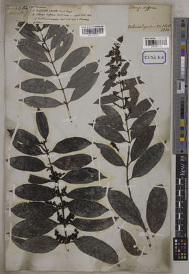 Kew Gardens K001125187:  s.coll. [Cat. no. 8302]