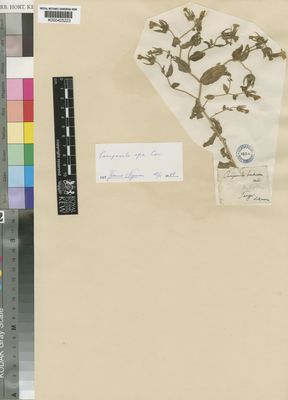 Kew Gardens K000425223:  Salzmann [s.n.] Morocco