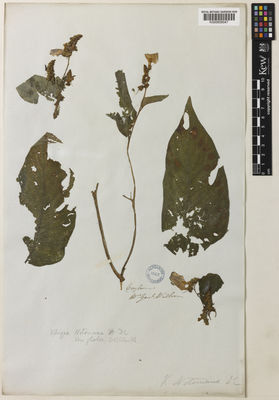 Kew Gardens K000858047:  Walker, A.W. [s.n.] Sri Lanka