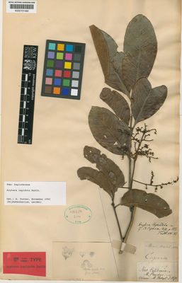 Kew Gardens K000701492:  Pancher, J.A.I. [s.n.] New Caledonia