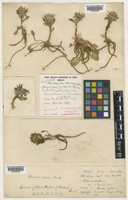 Kew Gardens K000802882:  Thorold, W.G. [33] China