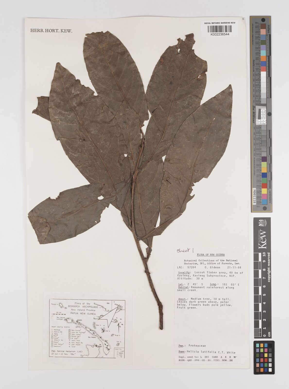 Helicia latifolia