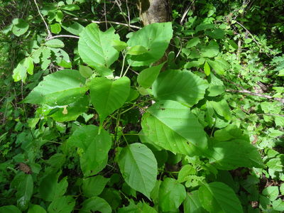 Ipomoea wolcottiana Rose | Plants of the World Online | Kew Science