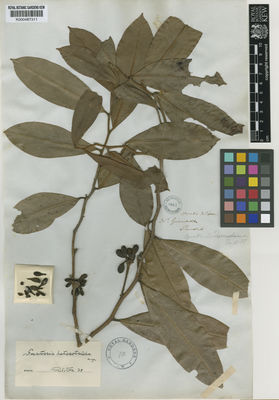 Kew Gardens K000487311:  Purdie [s.n.] Colombia