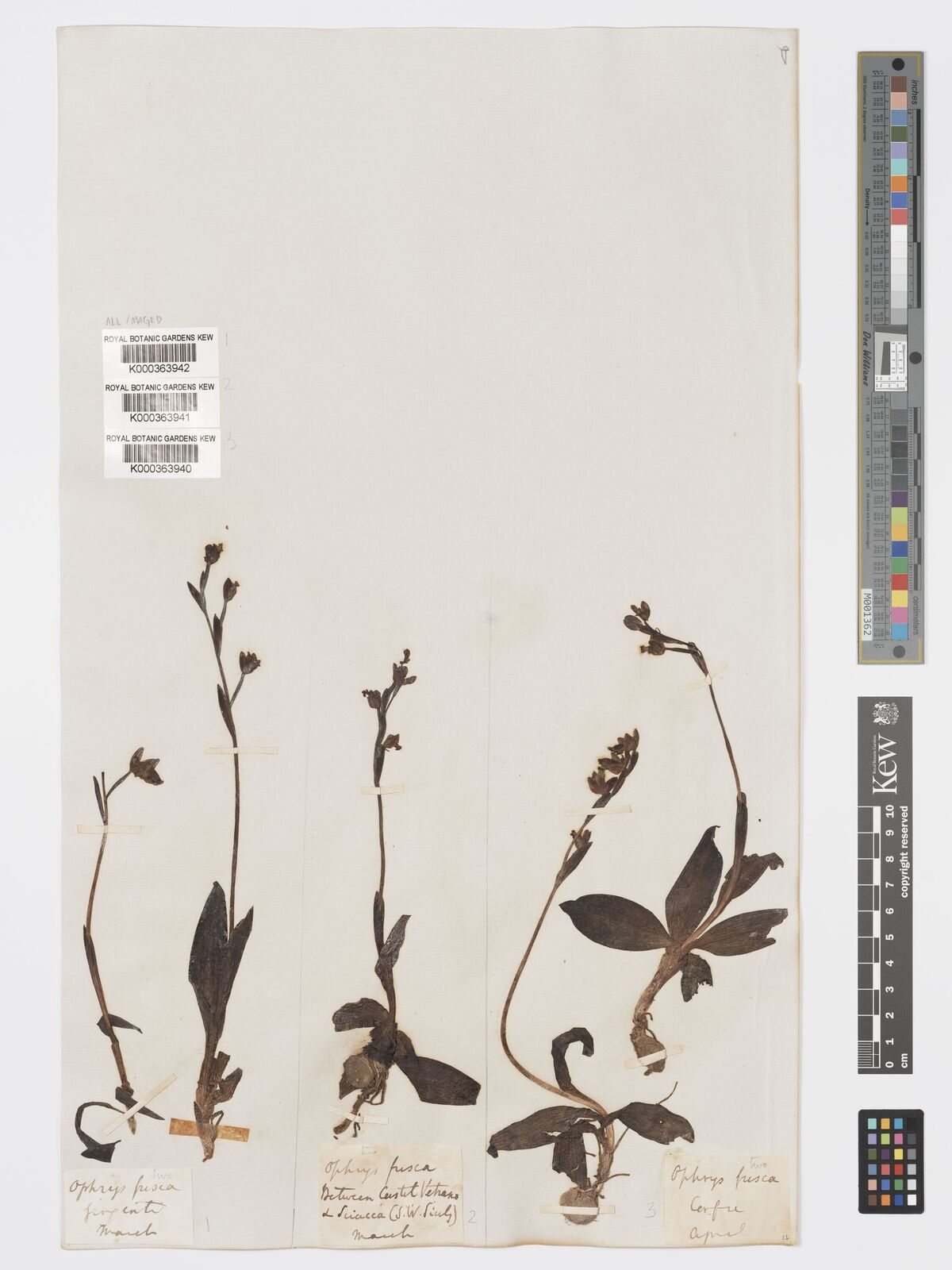 Kew Gardens K000363942:  s.coll. [s.n.] Italy