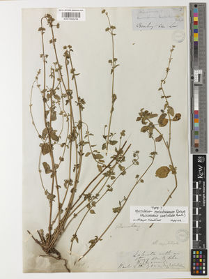 Kew Gardens K001392434:  Law, M. [s.n.] India