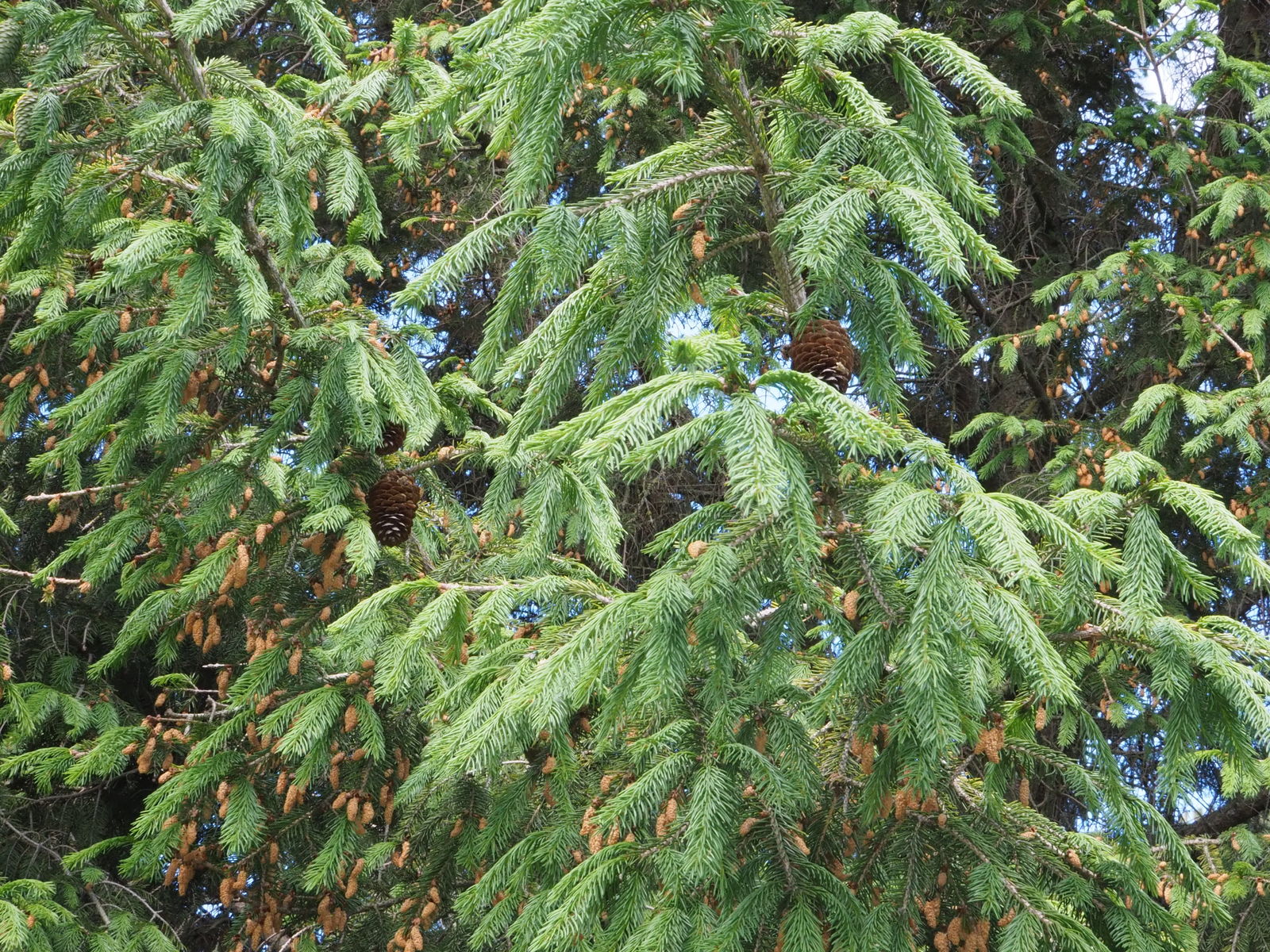 Picea wilsonii Mast. | Plants of the World Online | Kew Science