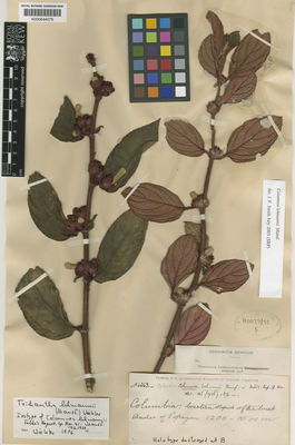 Kew Gardens K000644079:  s.coll. [6063] Colombia