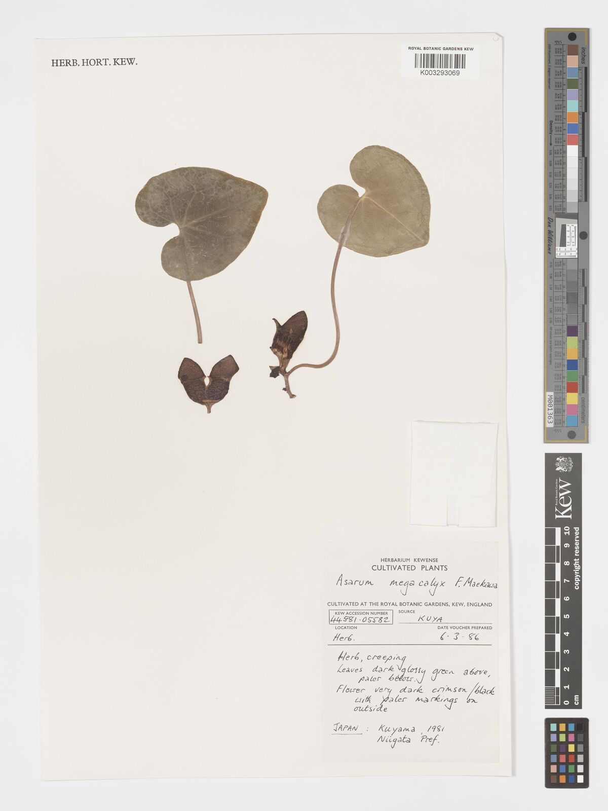 Asarum megacalyx