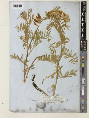 Kew Gardens K001051367:  Heldreich, I., von [s.n.] Turkey