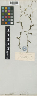 Kew Gardens K000814515:  Gray, A. [s.n.] United States