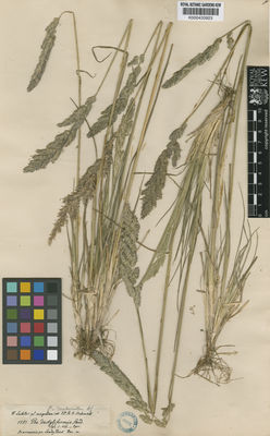 Kew Gardens K000433923:  Hohenacker, R., F. [1151]