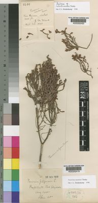 Kew Gardens K000252420:  Wood, J.M. [6601] South Africa