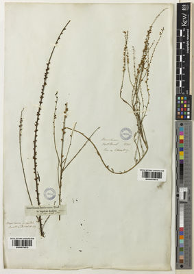 Kew Gardens K000979872:  Sieber, F.W. [s.n.] Israel