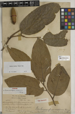 Kew Gardens K000671460:  Dr King's collector [7987] Malaysia