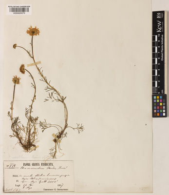 Kew Gardens K000929379:  Orphanides, T.G. [778] Greece