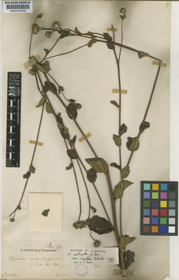 Kew Gardens K000487839:  Riedel [s.n.] Brazil