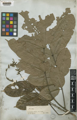 Kew Gardens K000380602:  Spruce, R. [s.n.] Brazil