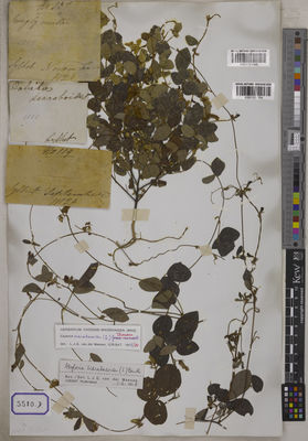 Kew Gardens K001121354:  De Silva, F. [Cat. no. 5580]