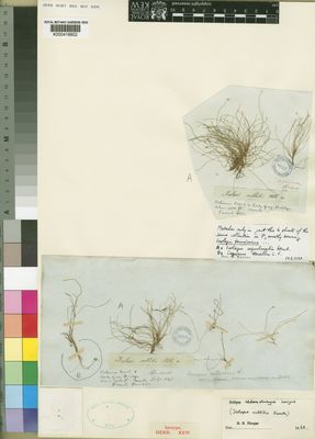 Kew Gardens K000416602:  Drege [s.n.] South Africa