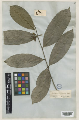 Kew Gardens K000802255:  Cuming, H. [1617] Philippines