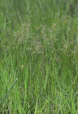 Cyperus rotundus L. | Plants of the World Online | Kew Science