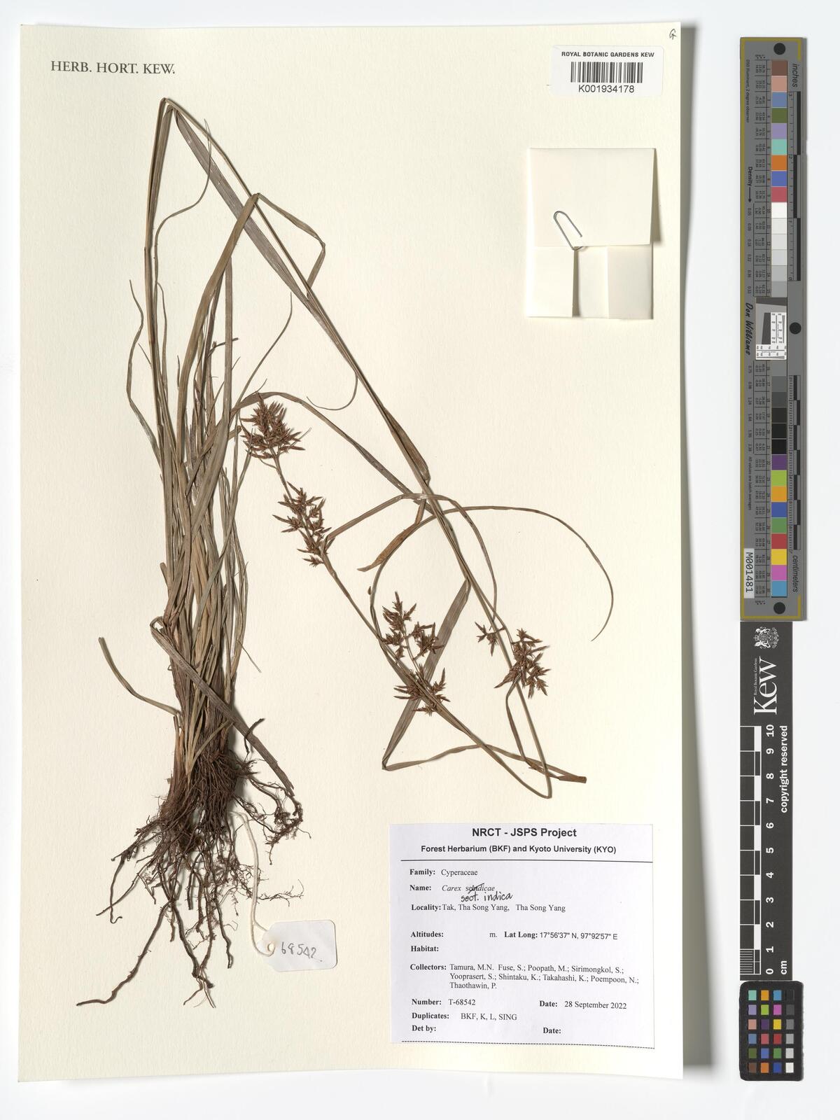 Carex indica