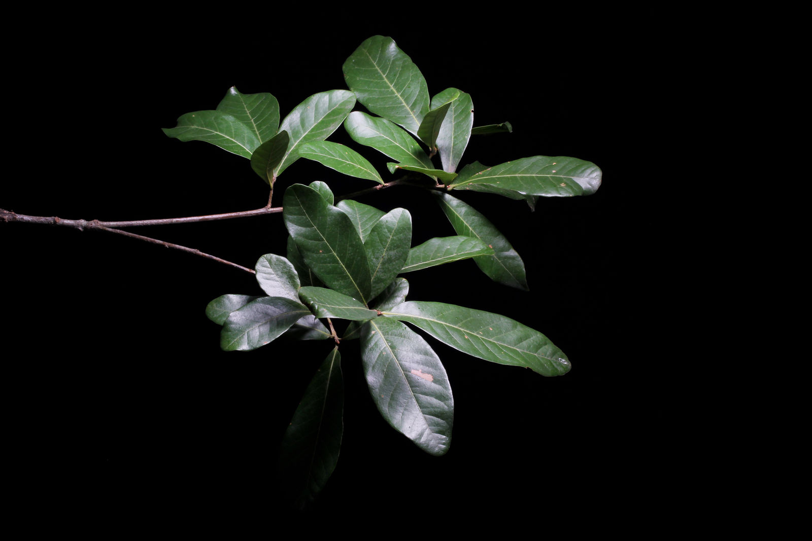 Quercus sapotifolia Liebm. | Plants of the World Online | Kew Science